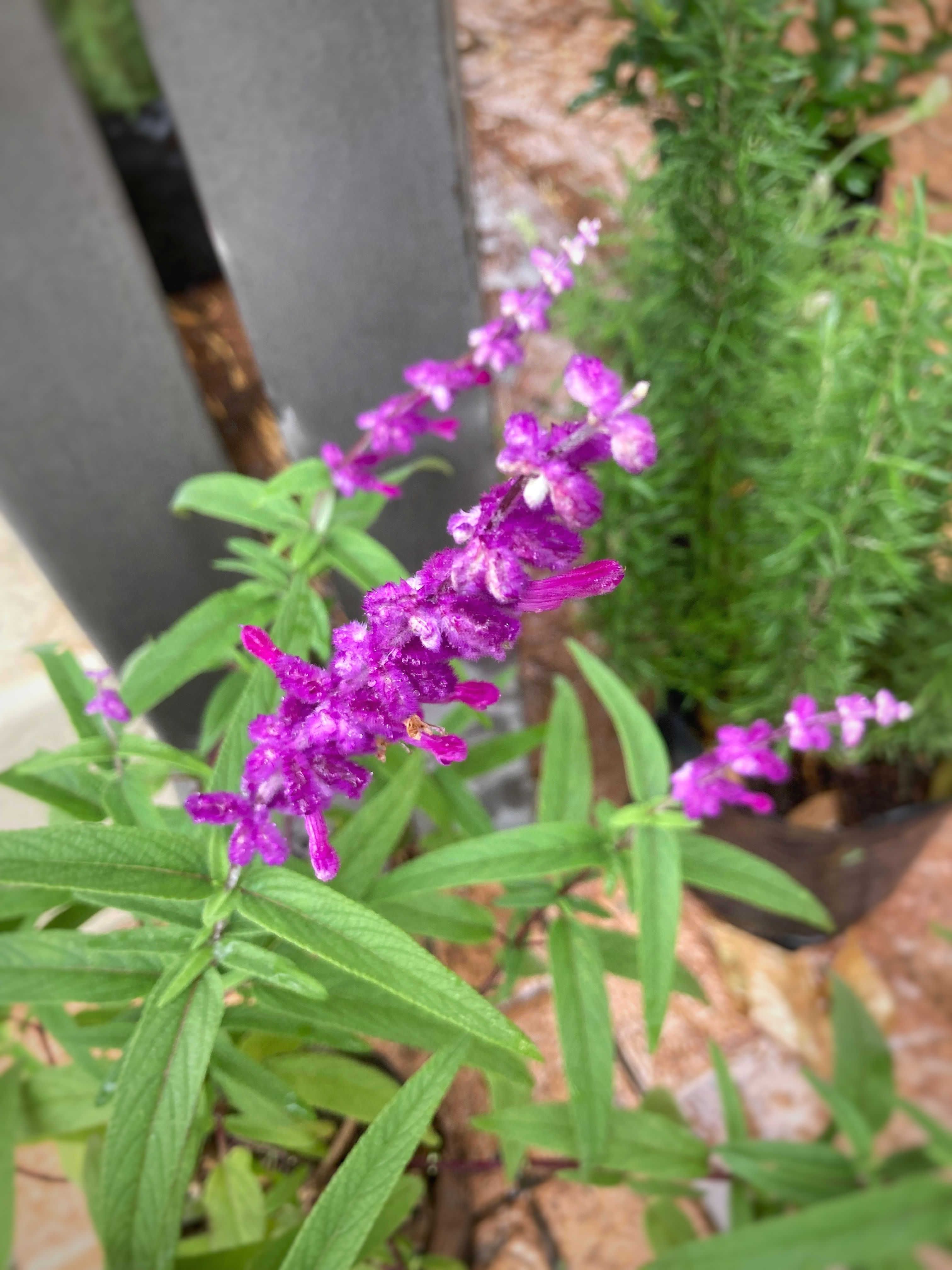 Salvia Leucantha