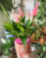 Anturio Flamingo