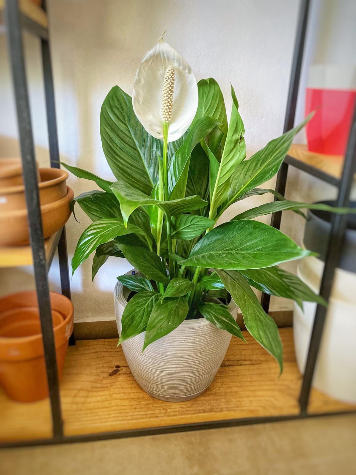 Spathiphyllum (Lirio de la Paz) Grande