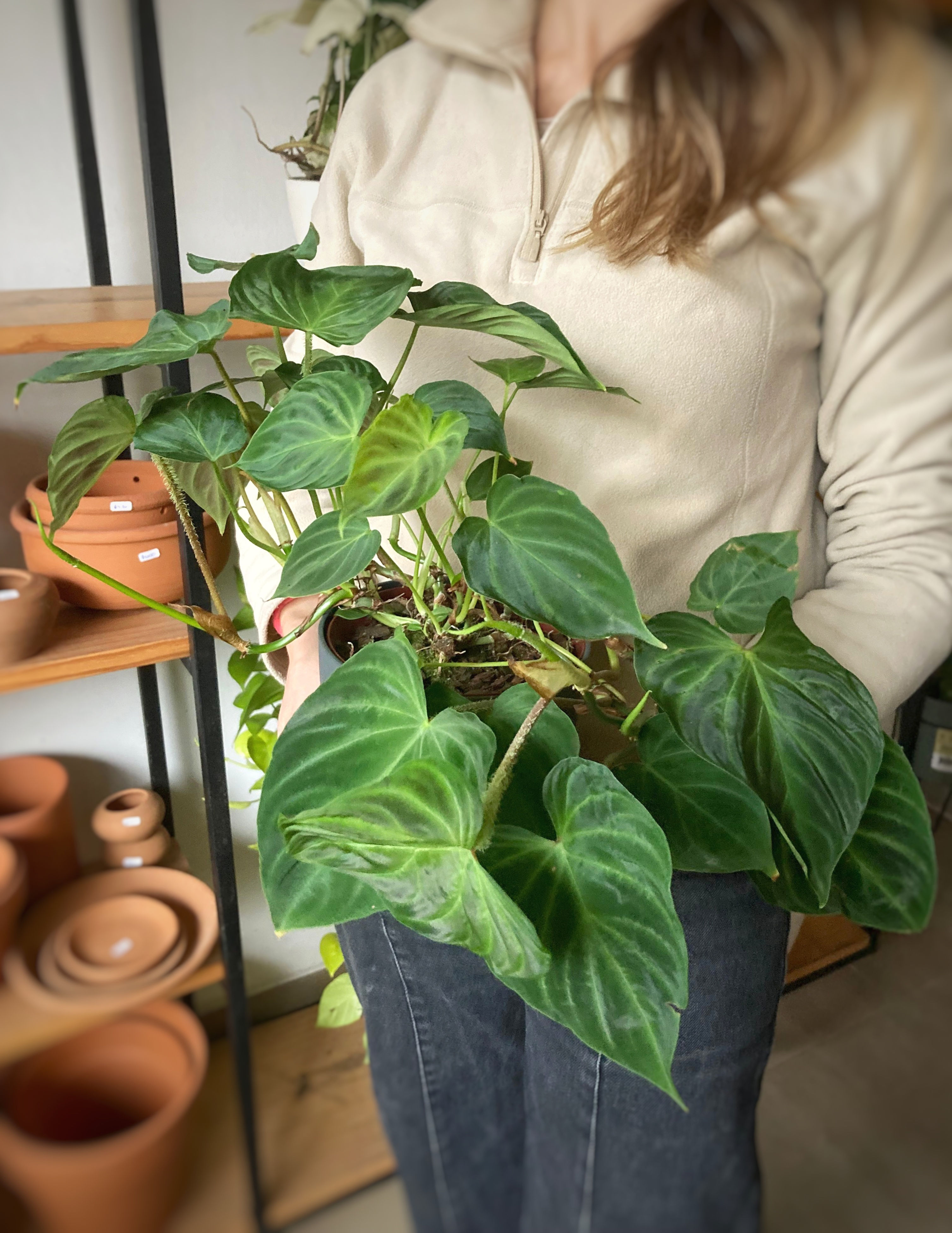 Philodendron Verrucosum