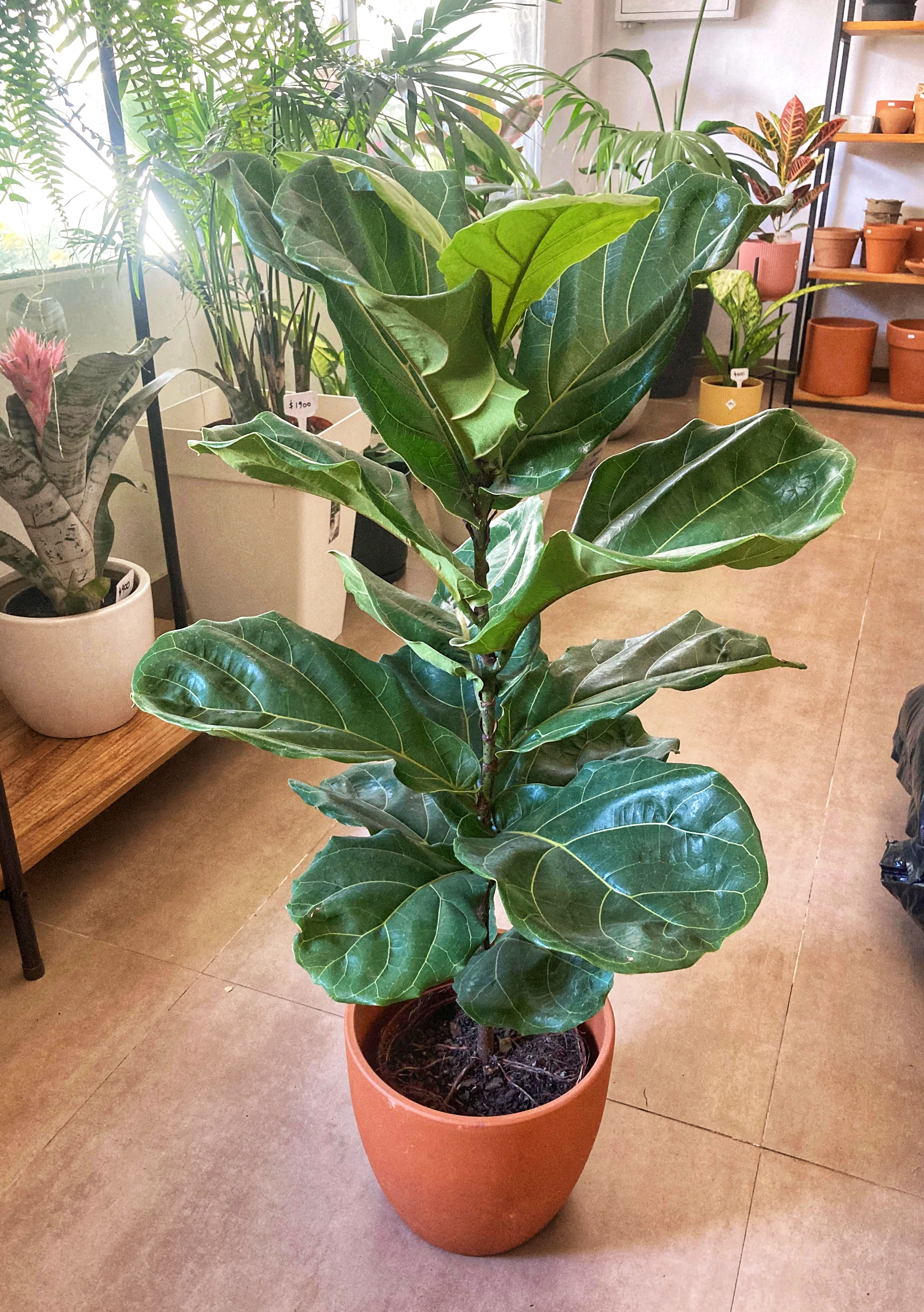 Ficus Lyrata mediano