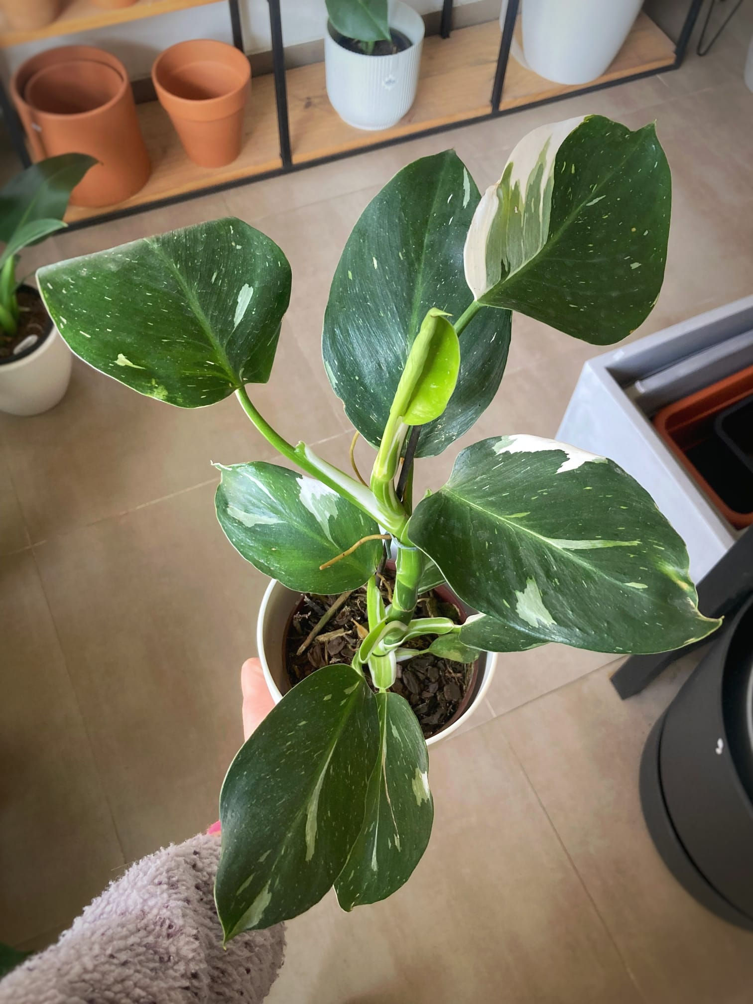 Philodendron White Wizard