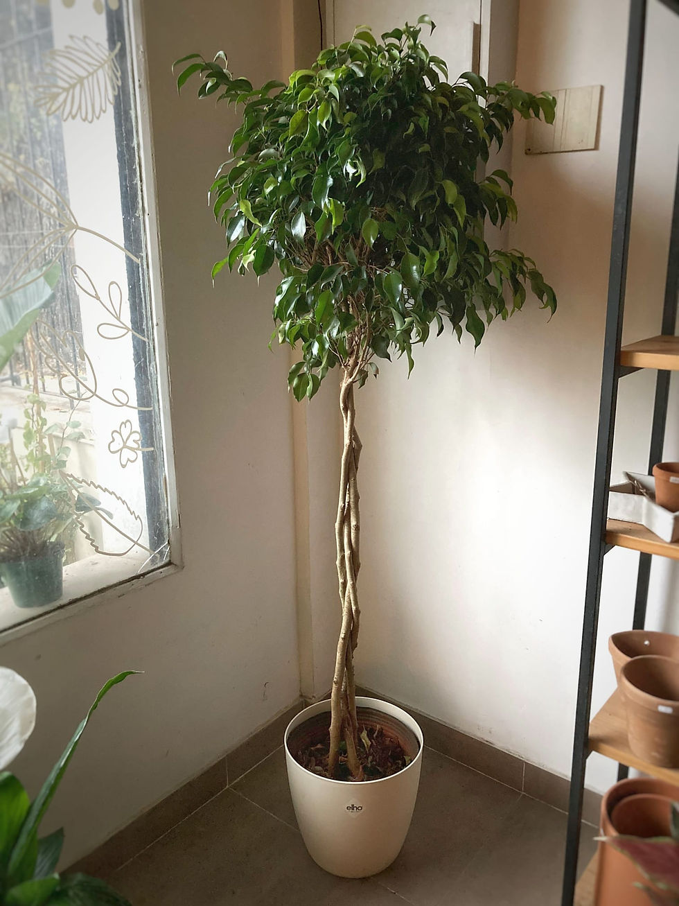 Ficus Benjamina tronco trenzado
