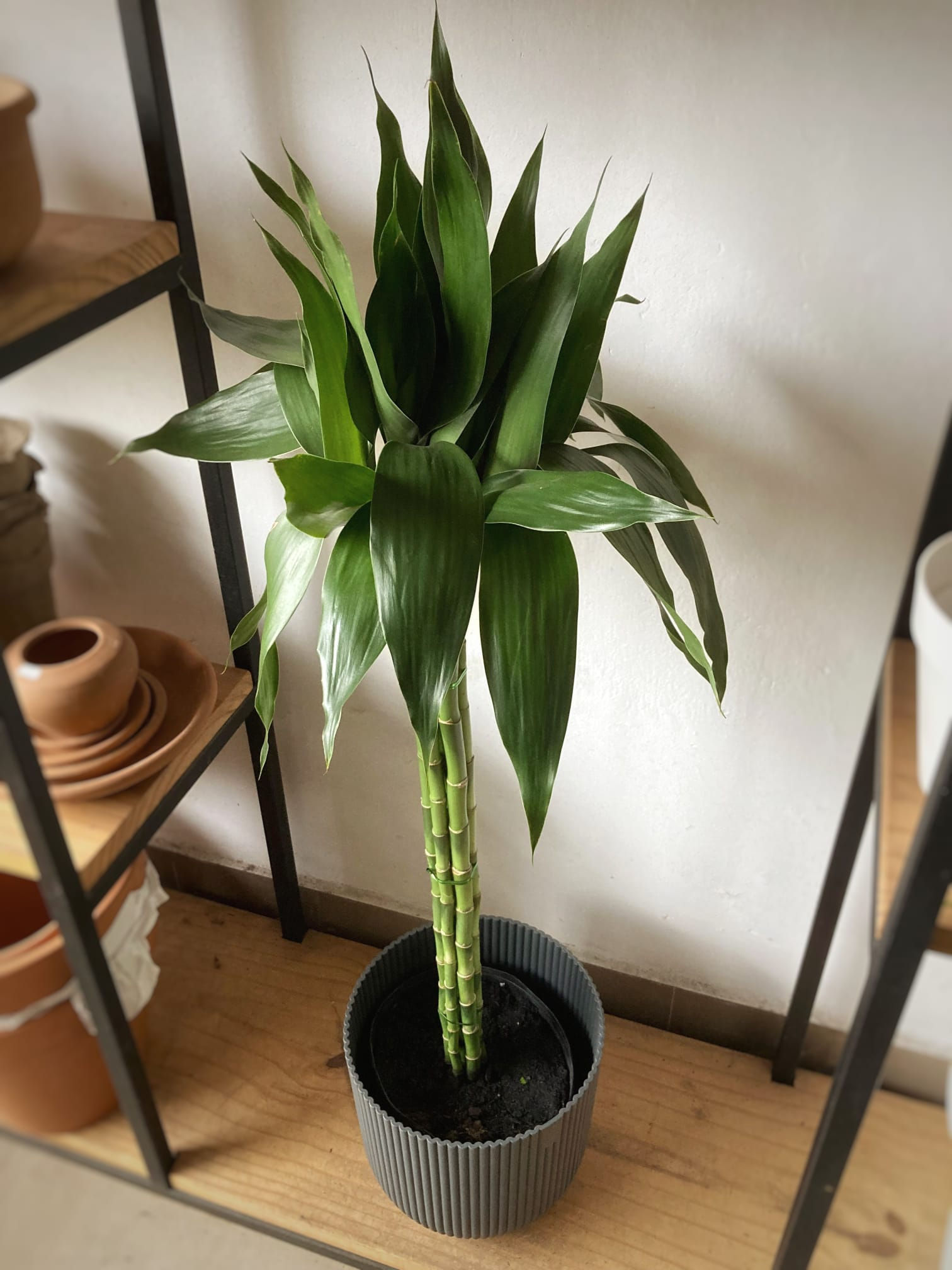 Lucky Bambu