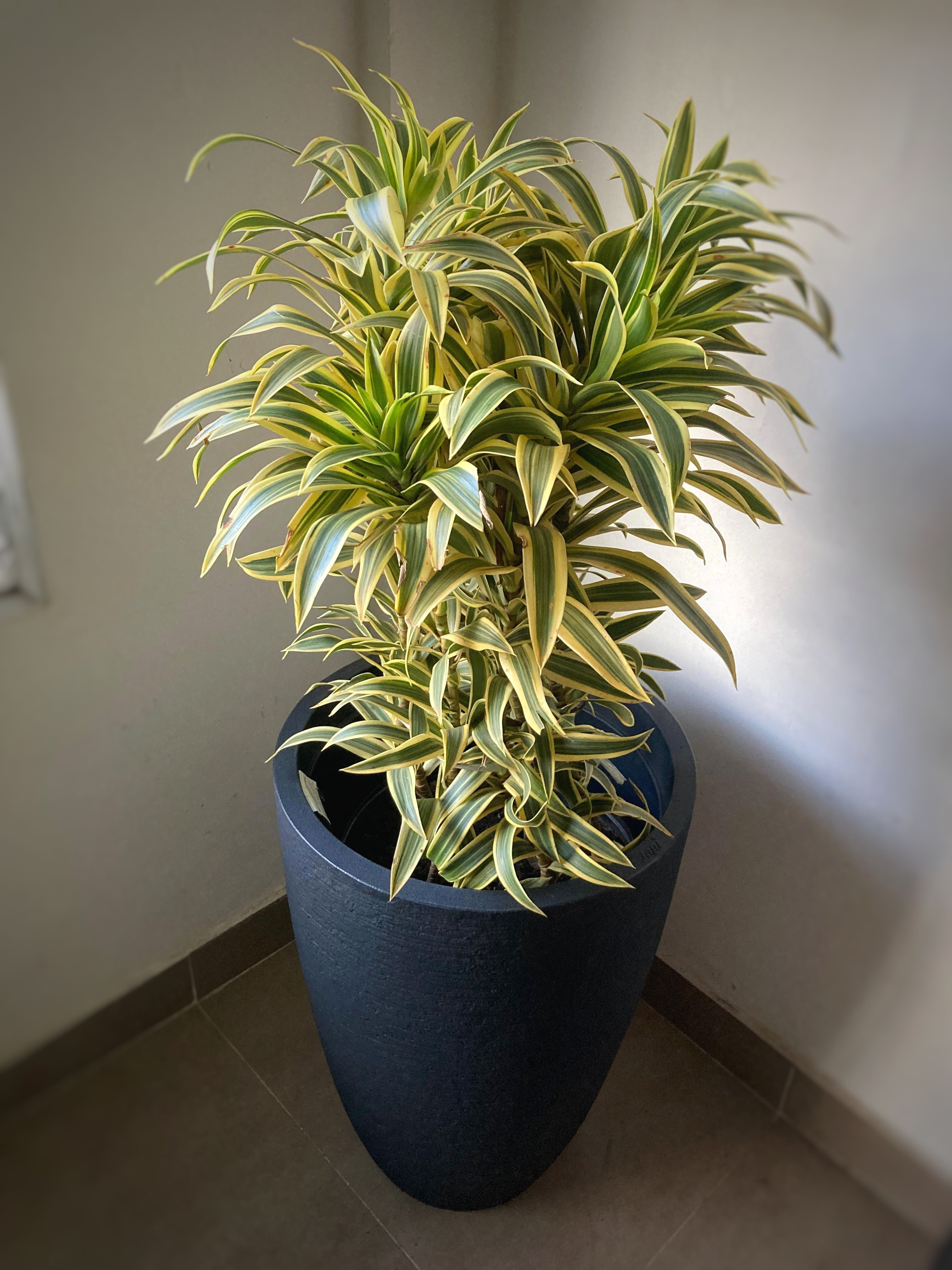 Dracena Pleomele grande