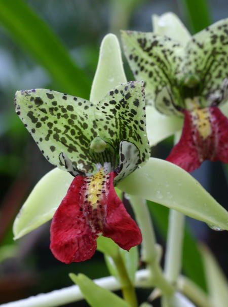 Cymbidium Pardalina