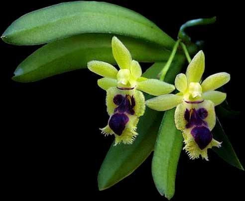 Haraella Retrocalla Fragance