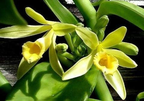 Vanilla Planifola