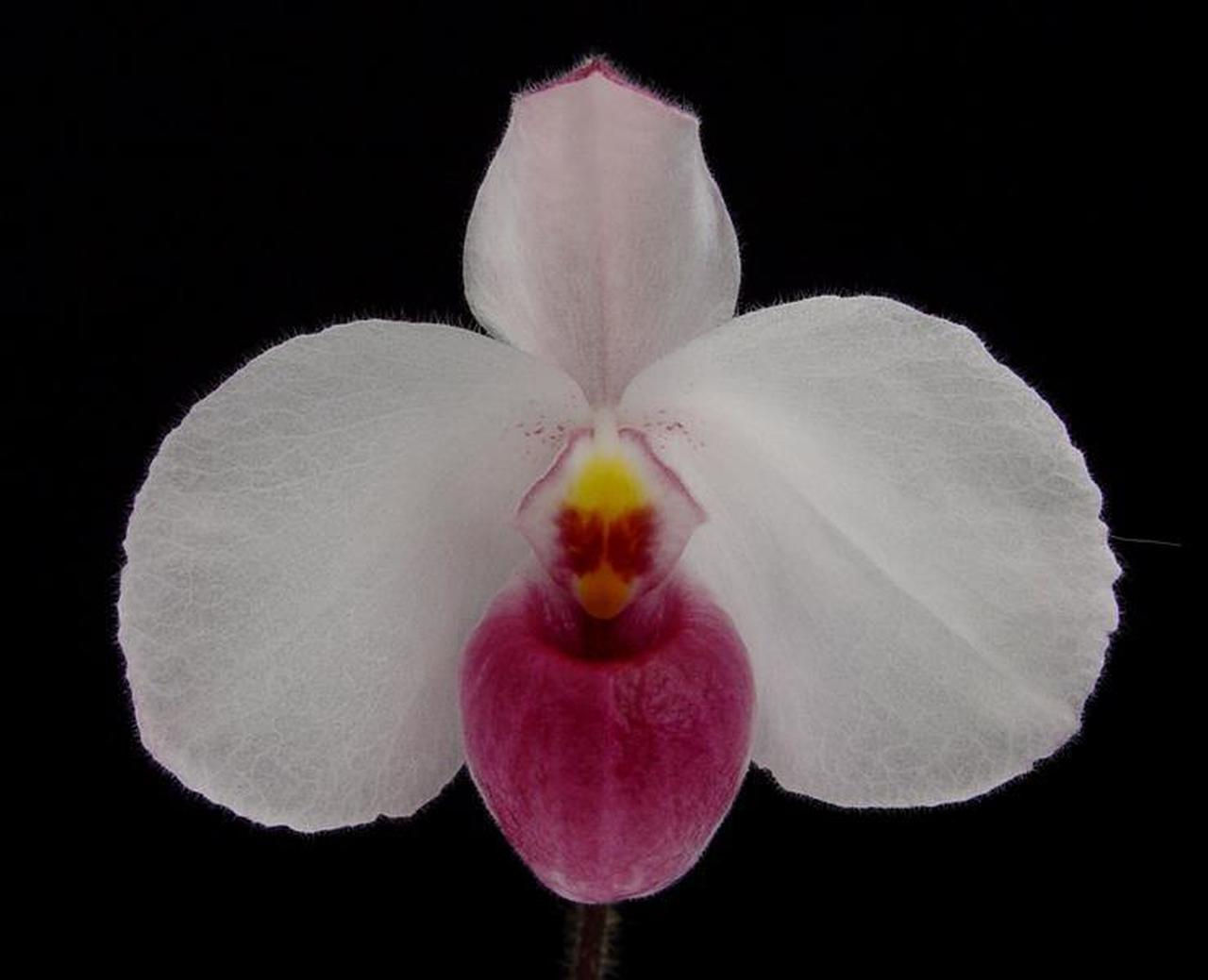 Paphiopedilum Delenatii