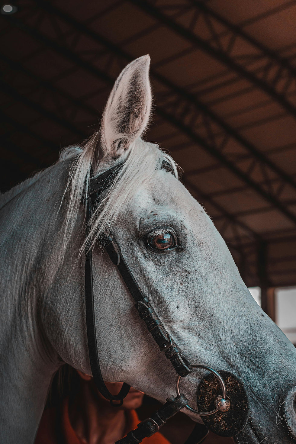 pexels-senansperspective-32286997.jpg