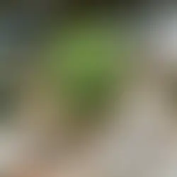 Zurfam - Pracownia Stolarska