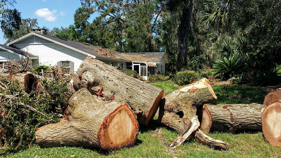 florida-hurricane-damaged-tree-removal-9