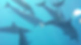 Several dolphins swimming underwater