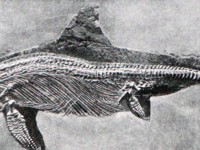 1  Early days at the ROM     