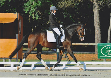 lamorlaye chantilly vedrenne écurie pension chevaux