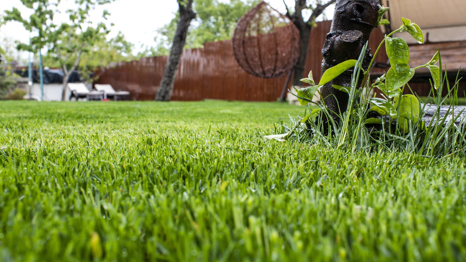 A backyard with nice green grass.