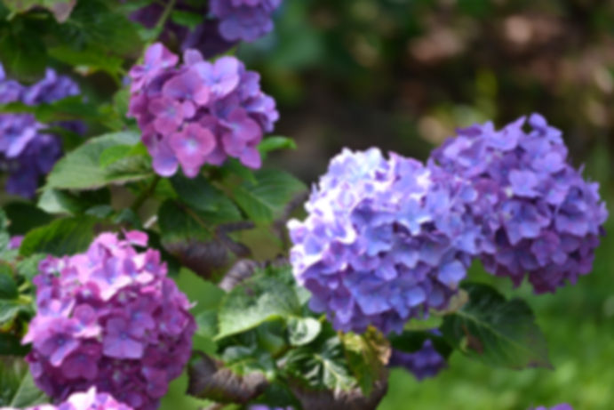 purple and blue hydrangeas
