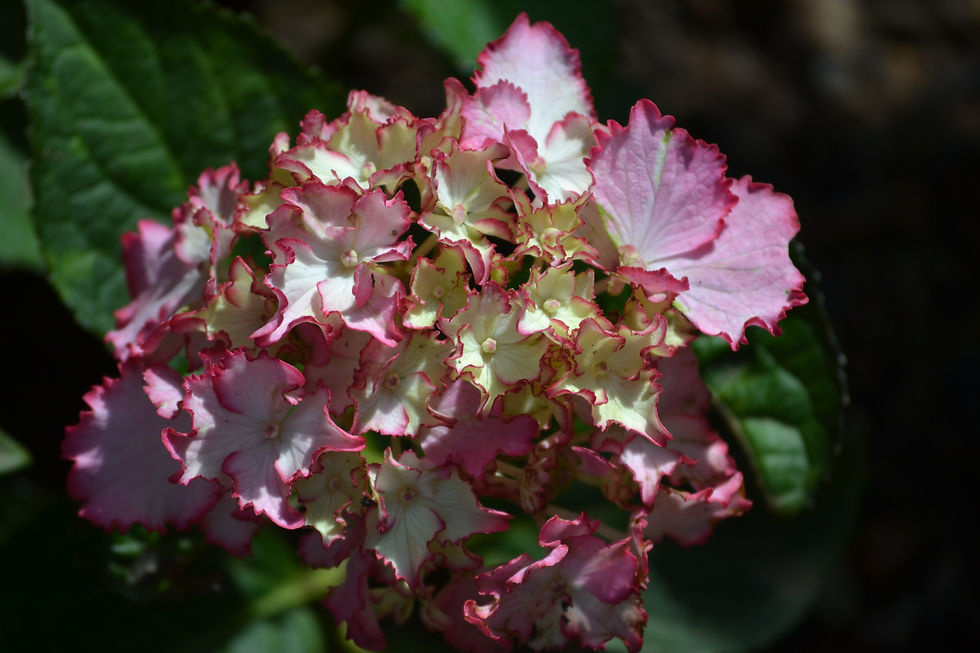 Thumbnail: Set of 10 Cards: Hydrangeas
