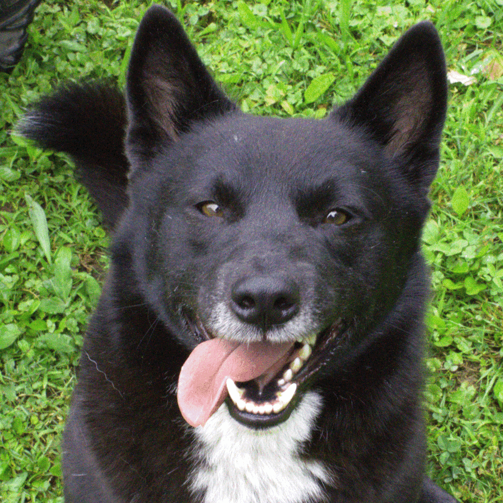 Rosco.gif