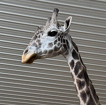 Big giraffe.jpg