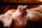 pig drinking water
