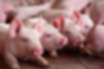 pigs