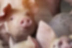 pig