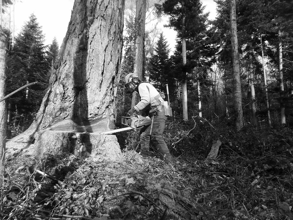 Fällen lassen