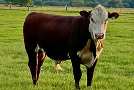 bull9.jpeg