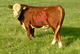 bull5_edited.jpg