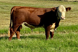 bull7.jpeg