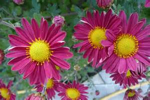 Suffolk Misc - Miscellaneous References to Suffolk from Around the World - Part 6 