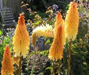 Kniphofia Tawny King