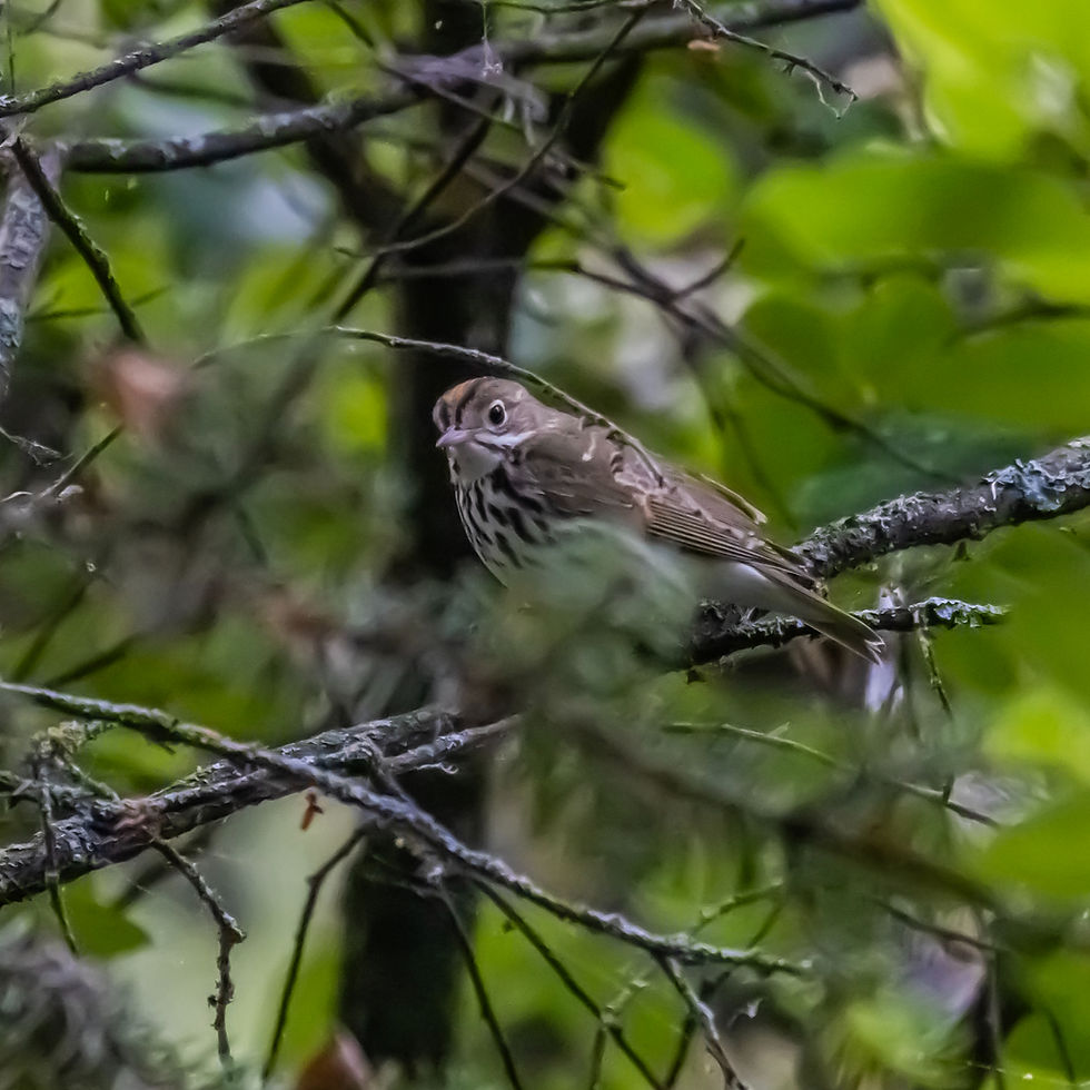 A very difficult to spot Ovenbird - photo courtesy of Del Spenst