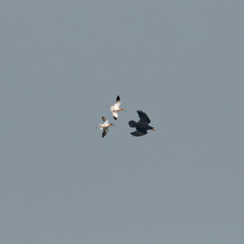 Two American Avocets flying after a Raven who has an egg in its beak