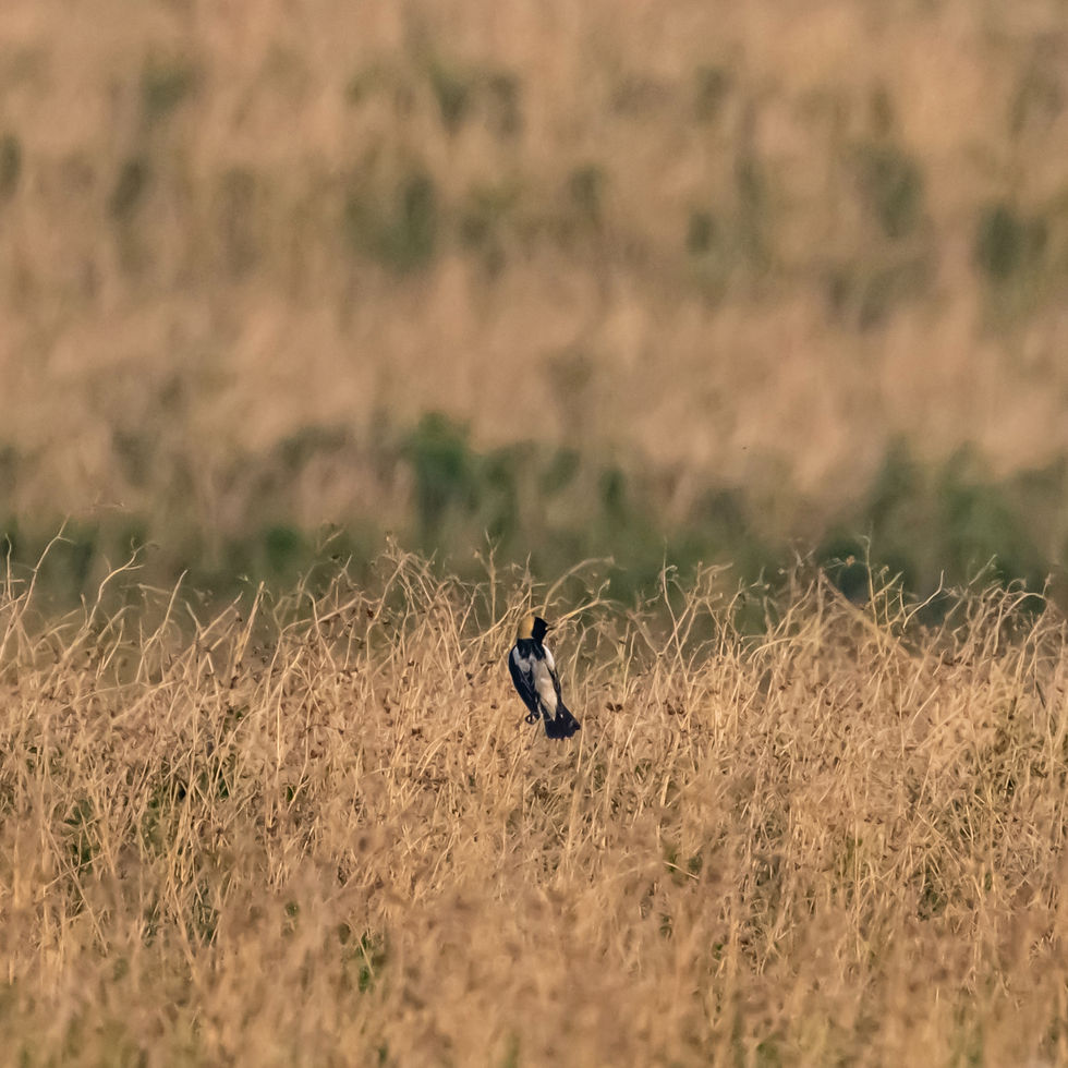 A Bobolink bird in a grassy field