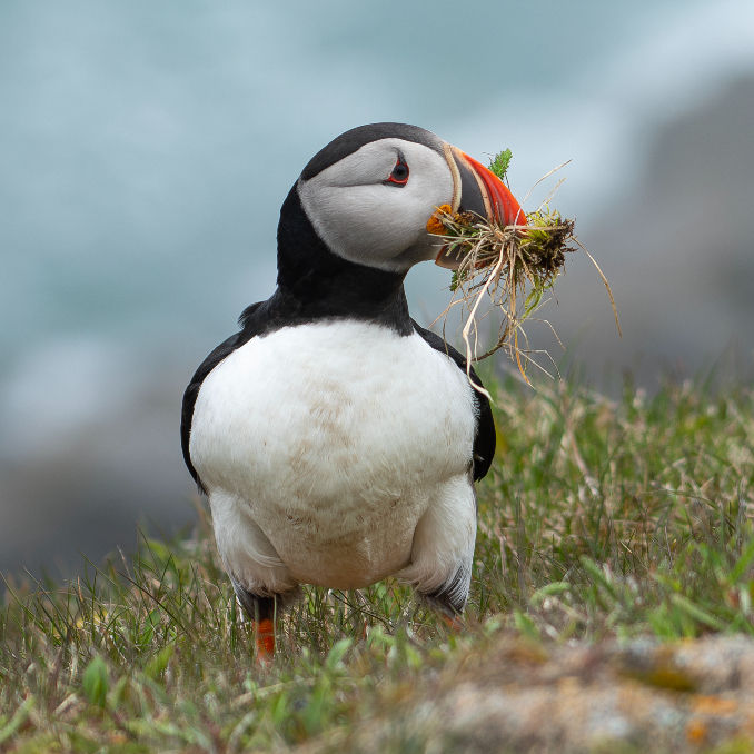 An Atlantic Puffin with grass and moss in its beak