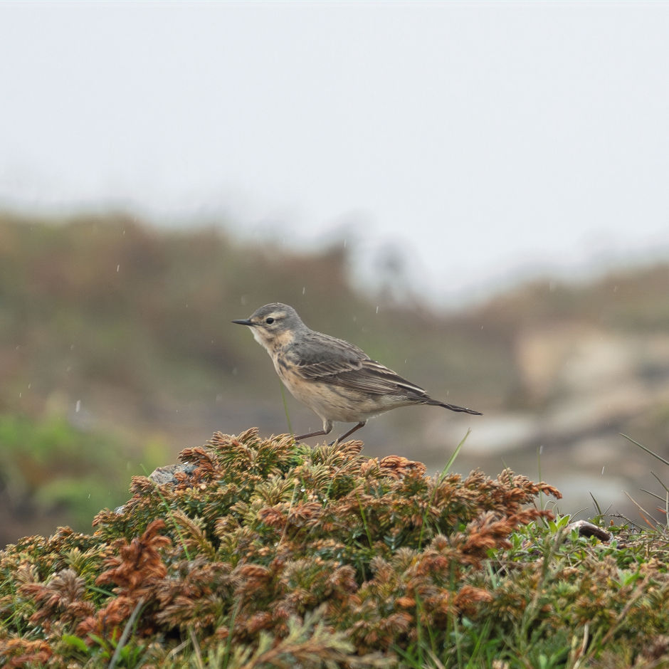 An American Pipet standing on some bushes in the rain and fog