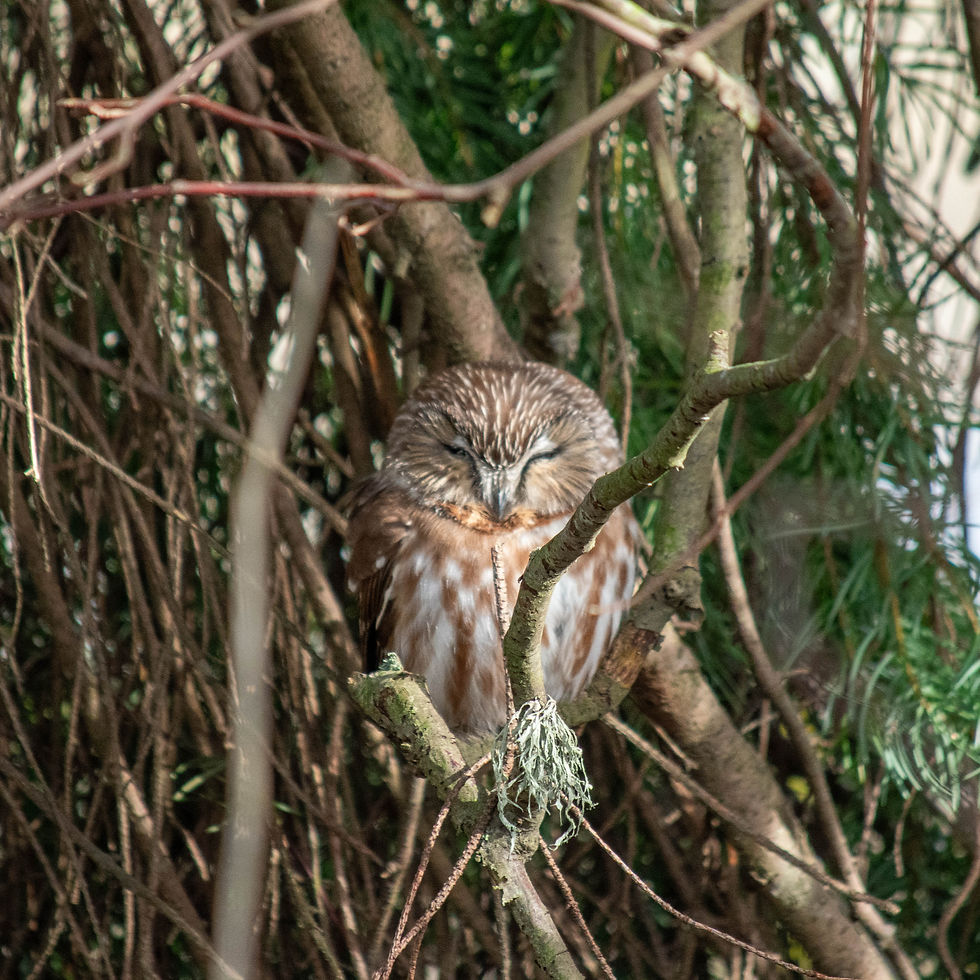 A Northern Saw-whet Owl sleeping in some tree branches