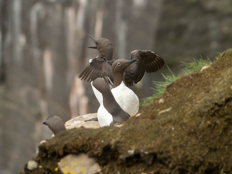 Common Murres sitting on a rocky, grassy ledge