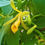 Thumbnail: Mexican Vanilla Beans (Gourmet Grade A) 500 grs