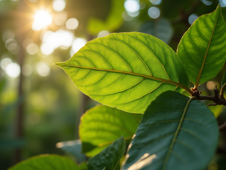 Factors Influencing Cocoa Bean Cultivation Quality