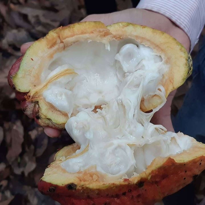 Thumbnail: Premium Nicaragua Chuno Cocoa Beans