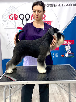 грумінг цвергщнауцера