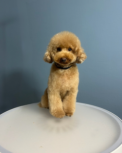 стрижка мальтіпу