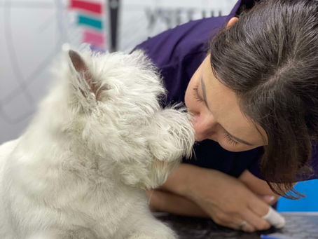 Чому варто обрати професію грумера