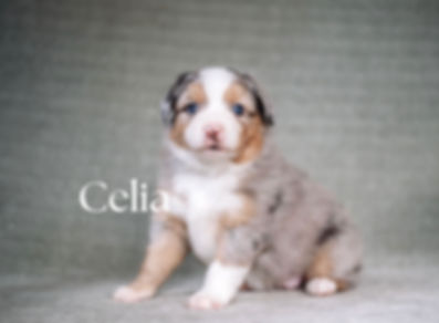 CELIA - BMF