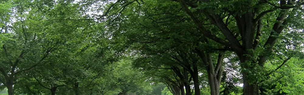 Allee Lacebark Elm Tree
