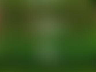 Narrow Landscaping Trees