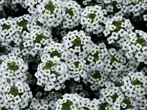 Lobularia